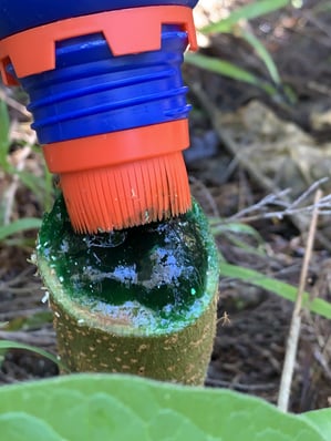 Cut'n'Paste treatiing a wooly nightshade stump