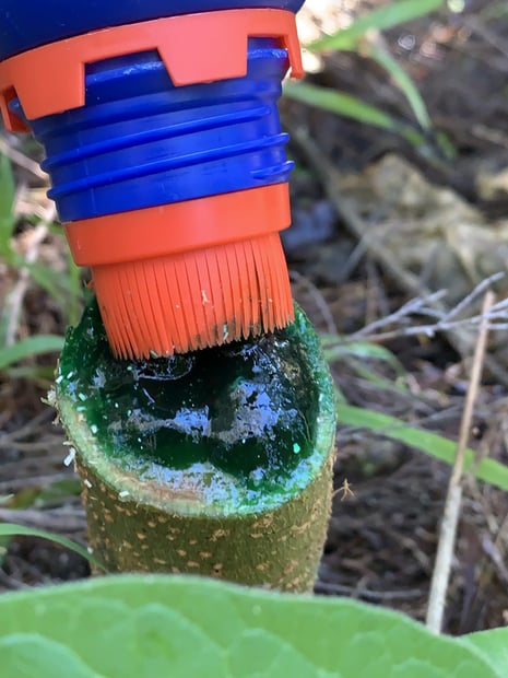 D4A3C55E-C059-4421-AD31-5E951F7C509A Cut'n'Paste treatiing a wooly nightshade stump