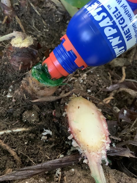 MetGel Weed Gel Pasted onto Ginger stumps MetGel Weed Gel Pasted onto Ginger stumps