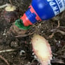 MetGel Weed Gel Pasted onto Ginger stumps