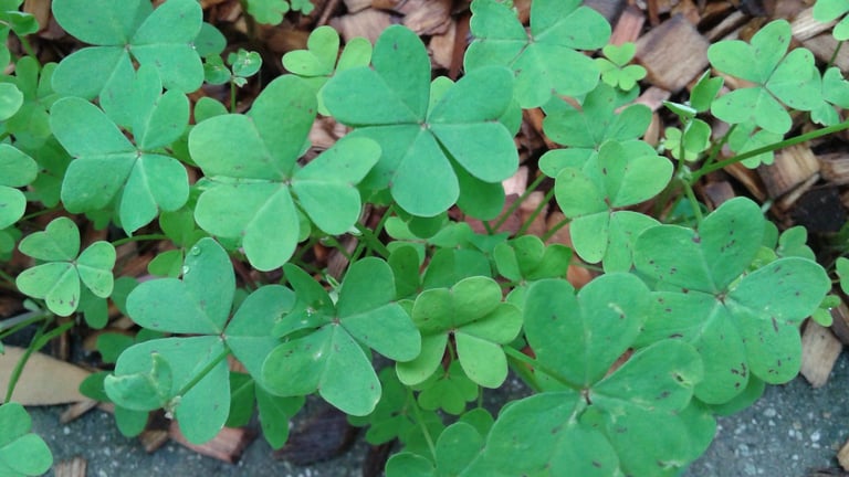 Oxalis Weed