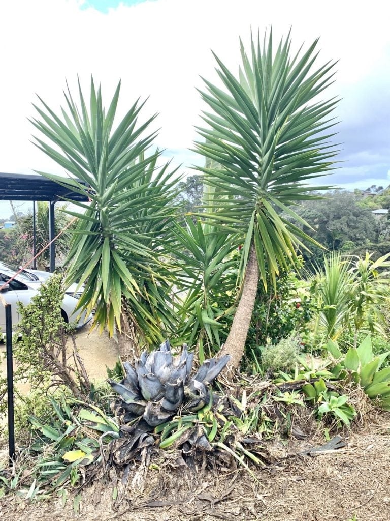 Large succulent killed by Cut'n'Paste Bamboo Buster weed gel