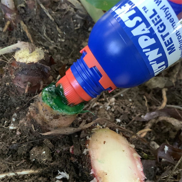 Ginger rhizomes controlled with MetGel