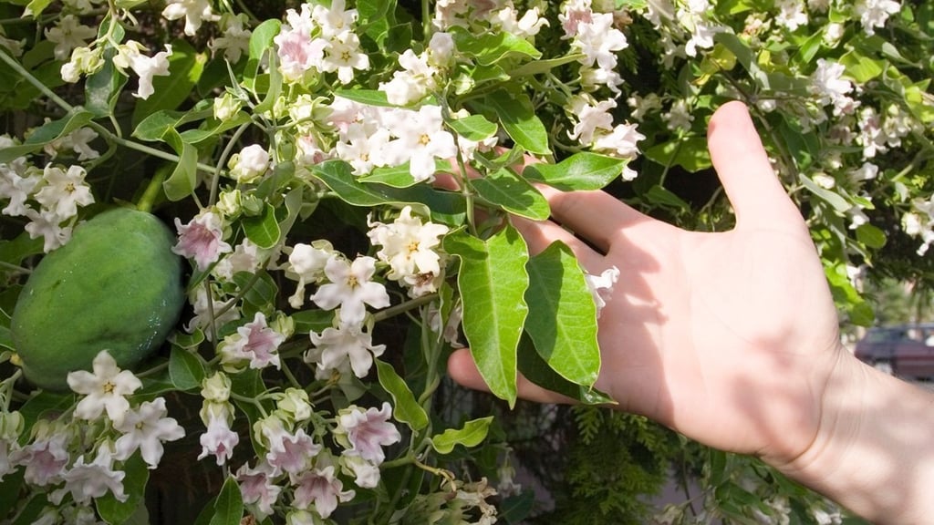 A Moth Plant in full flower