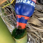 a weedgel being spread onto bamboo