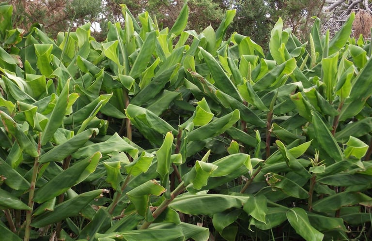 Wild Ginger infestation