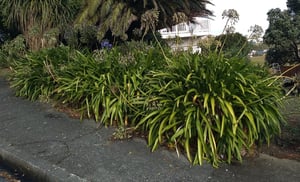 Agapanthus is killed with Cut'n'Paste
