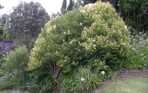 Chinese Privet tree weed
