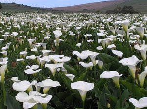 Arum Lily treat with Cut'n'Paste MetGel Arum Lily
