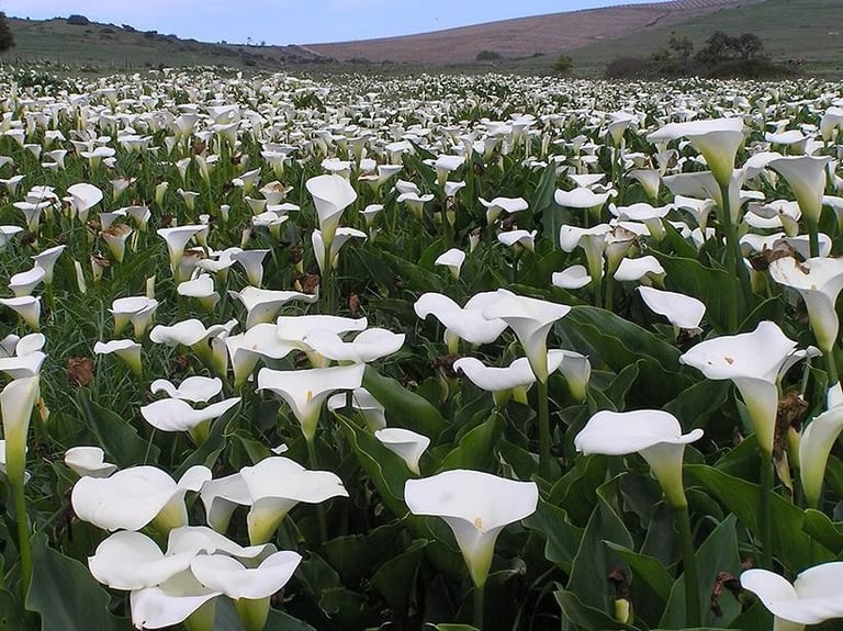 Arum Lily - easily treat with Cut'n'Paste MetGel