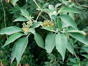 Wooly Nightshade or Tobacco Weed