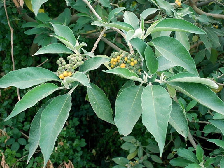 Wooly Nightshade or Tobacco Weed