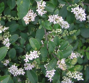 Chinese Privet