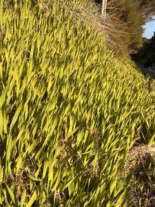 Montbretia infestation