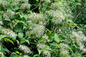 Old Man's Beard How to kill it