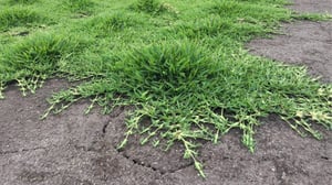 St. Augustine grass
