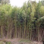 Bamboo Infestation