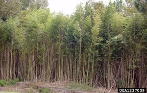 Bamboo Infestation