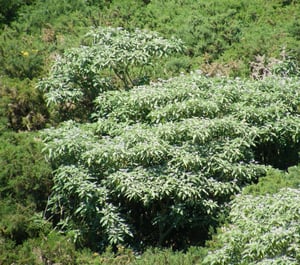 Example of Woolly Nightshade Trees