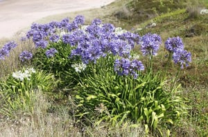 Agapanthus Weed