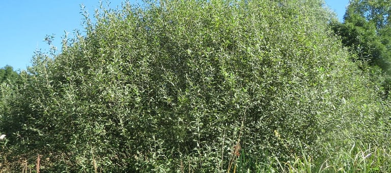 Grey Willow in wetland