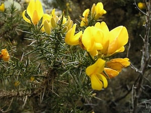 Flowering Gorse Ulex Europaeous