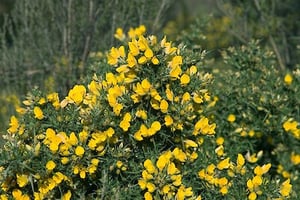 Flowering Gorse Ulex Europaeous