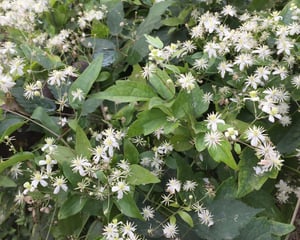 Old Man's Beard Clematis vitalba Weed Control