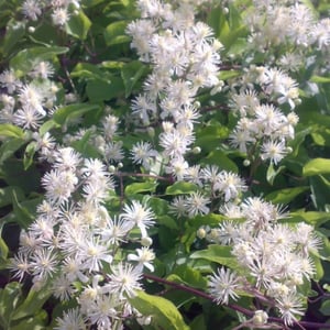 Old Man's Beard Clematis vitalba in flower how to kill it