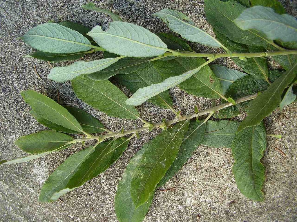 Salix cinerea grey willow leaves