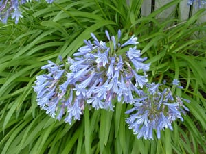 Agapanthus praecox - blue flowers