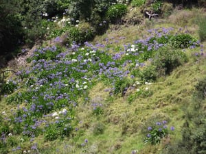 Agapanthus praecox - growing in NZ bush field