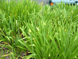 Agapanthus praecox - weed pest in New Zealand