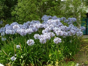 Agapanthus praecox - pretty flowers but a weed in NZ