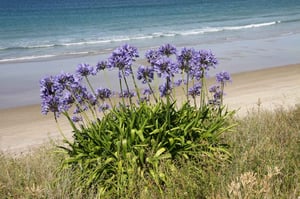 Agapanthus praecox - purple growing on beach bank