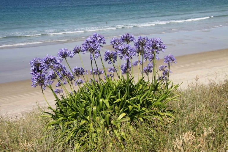 Agapanthus praecox - purple growing on beach bank