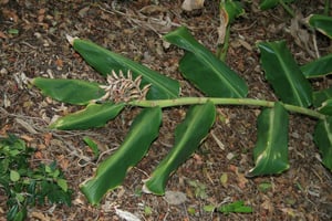 Wild Ginger leaf cut down