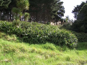 Huge patch of invasive wild ginger in New Zealand