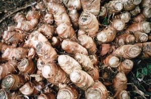 Wild ginger rhizomes - non edible