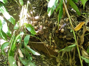 Wild ginger rhizomes in the soil - non edible