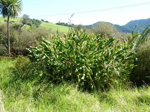 a massive patch of wild ginger