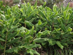 Huge patch of invasive wild ginger (hedychium_gardnerianum) in New Zealand