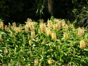 a massive patch of wild ginger on the side of the road