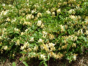 Japanese Honeysuckle (Lonicera japonica) distinctive yellow flowers