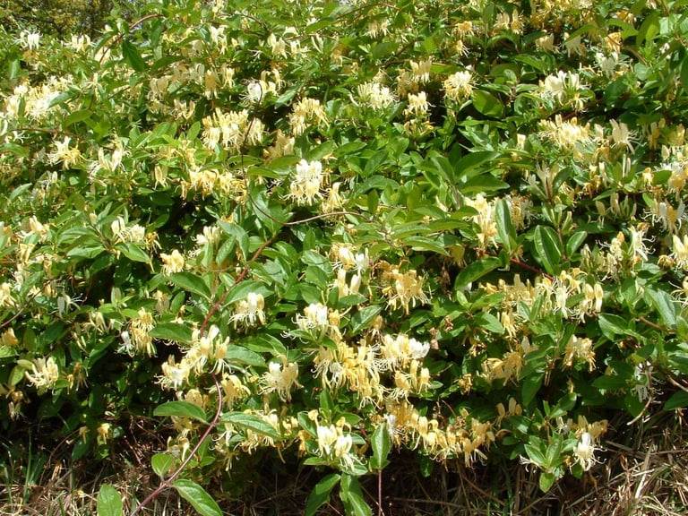 Japanese Honeysuckle (Lonicera japonica) distinctive yellow flowers