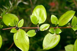 Japanese Honeysuckle (Lonicera japonica) distinctive vine