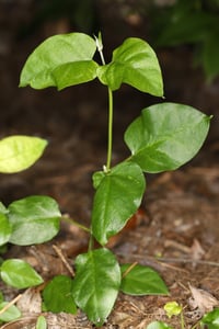 Japanese Honeysuckle (Lonicera japonica) seedling