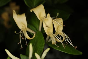 Japanese Honeysuckle (Lonicera japonica) distinctive yellow flower