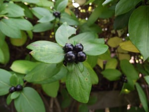 Japanese Honeysuckle (Lonicera japonica) vine and fruit