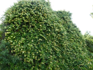Japanese Honeysuckle (Lonicera japonica) large bush